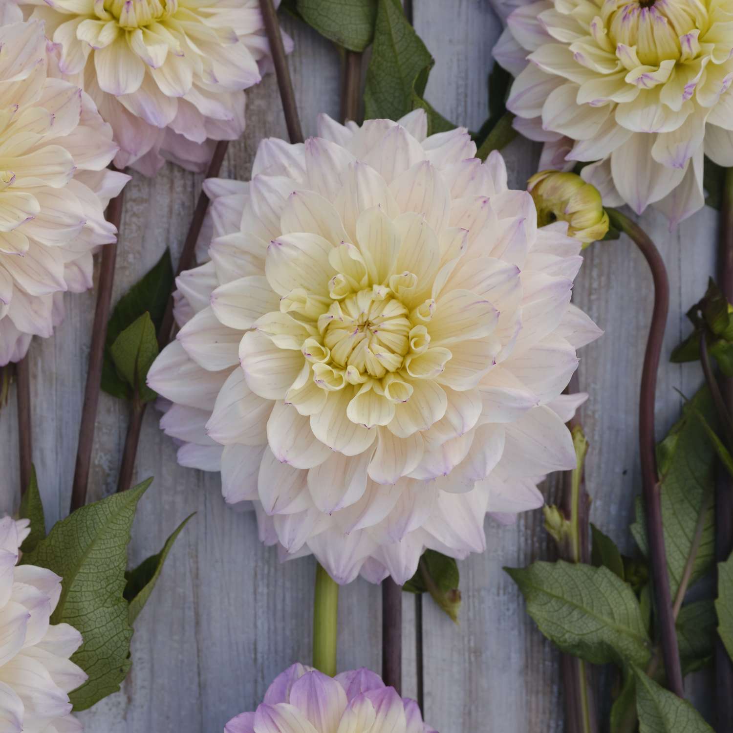 Dahlia 'Masterclass'